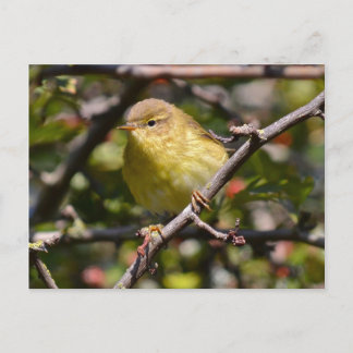 Postal de Warbler