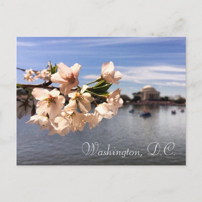 Postal de Washington, D.C. Cherry Blossom (Anverso)