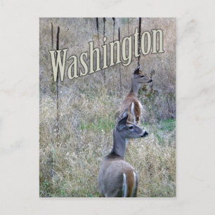 Postal de Washington, dos venados de cola blanca