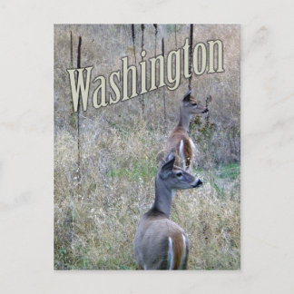 Postal de Washington, dos venados de cola blanca