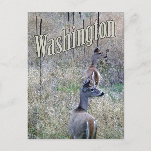 Postal de Washington, dos venados de cola blanca (Anverso)