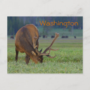 postal de Washington elk