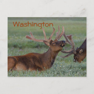 postal de Washington elk