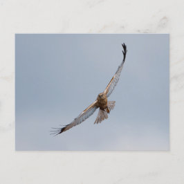 postal de Western Marsh Harrier
