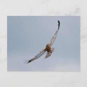postal de Western Marsh Harrier