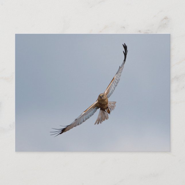 postal de Western Marsh Harrier (Anverso)