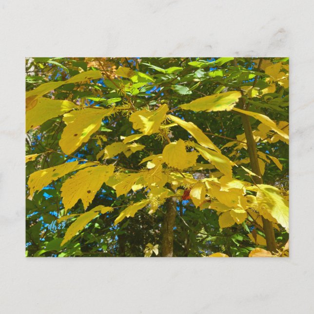 Postal de Whitchel Hazel (Anverso)