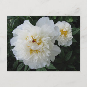 postal de White Peony