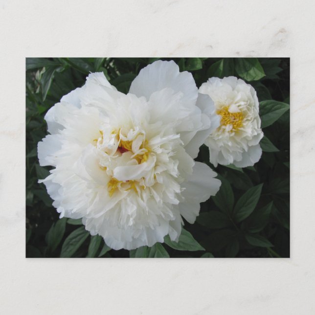 postal de White Peony (Anverso)