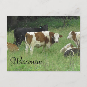 Postal de Wisconsin con foto de vaca en pastura