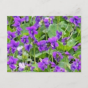 Postal de Wisconsin Wood Violets