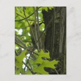 postal de Woodpecker