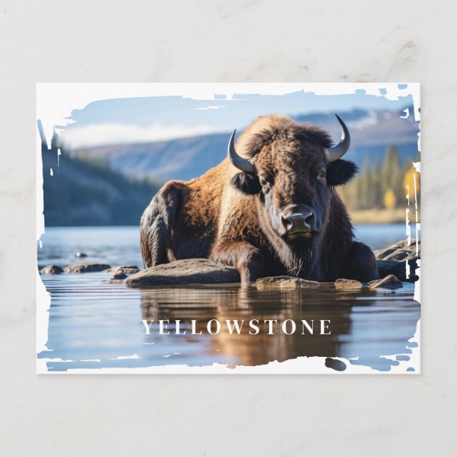 Postal de Yellowstone Bison (Anverso)