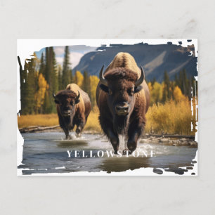 Postal de Yellowstone Bison