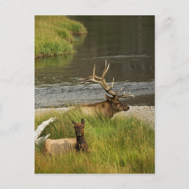 Postal de Yellowstone Mates (Anverso)