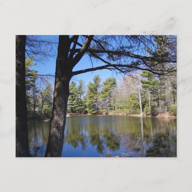 Postal de yeso de rana (Anverso)