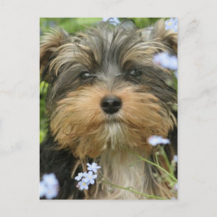 Postal de York Terrier