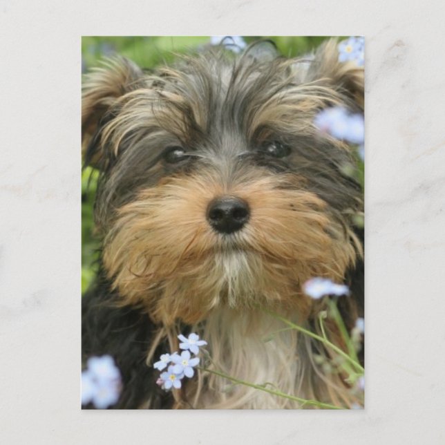 Postal de York Terrier (Anverso)