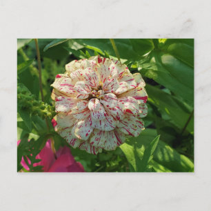 postal de Zinnia