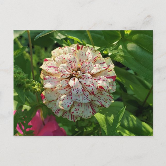 postal de Zinnia (Anverso)