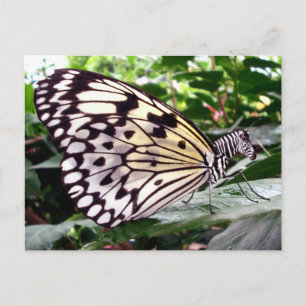 postal de Zutterfly