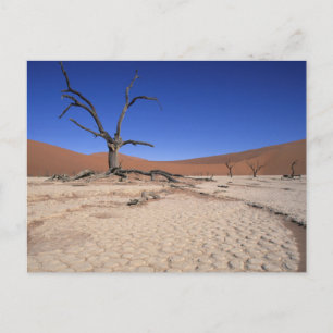 Postal Dead Vlei, Sossusvlei, Parque Nacional Namib-Naukl