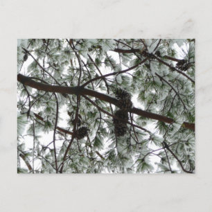 Postal Debajo de la foto del invierno de un pino cubierto