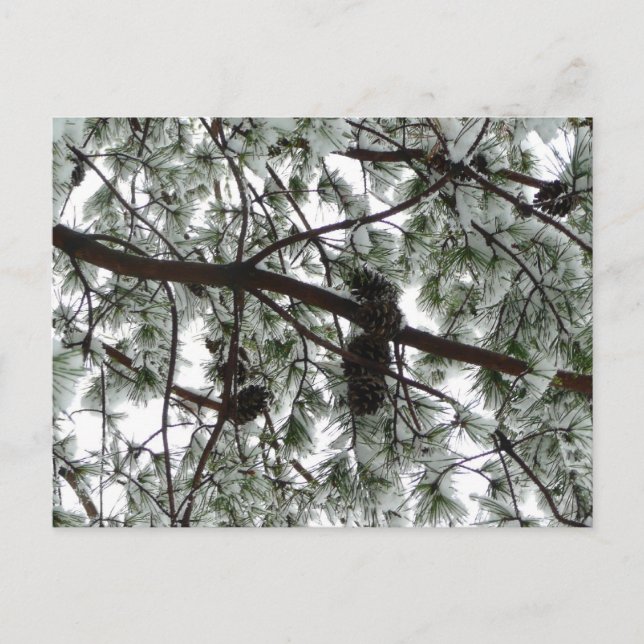 Postal Debajo de la foto del invierno de un pino cubierto (Anverso)