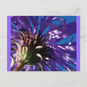 Postal Debajo de un Aster