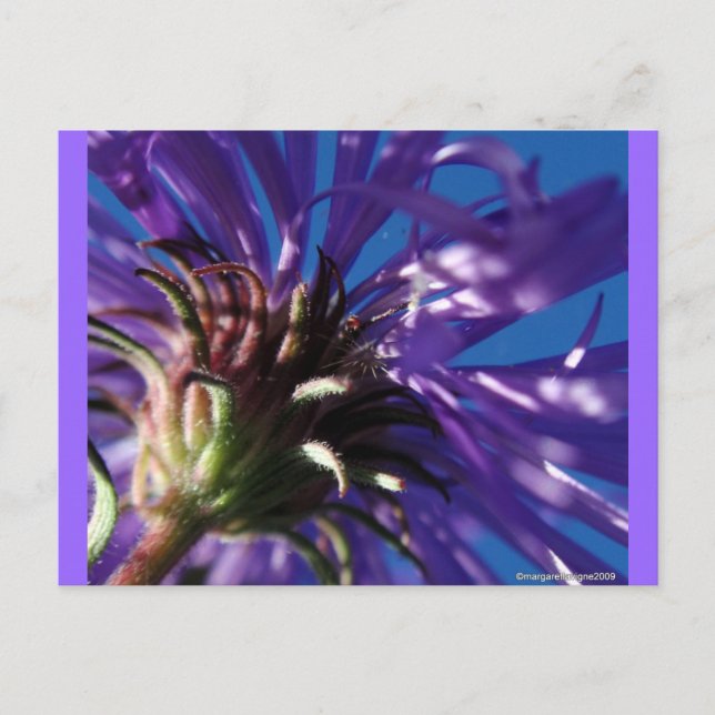 Postal Debajo de un Aster (Anverso)