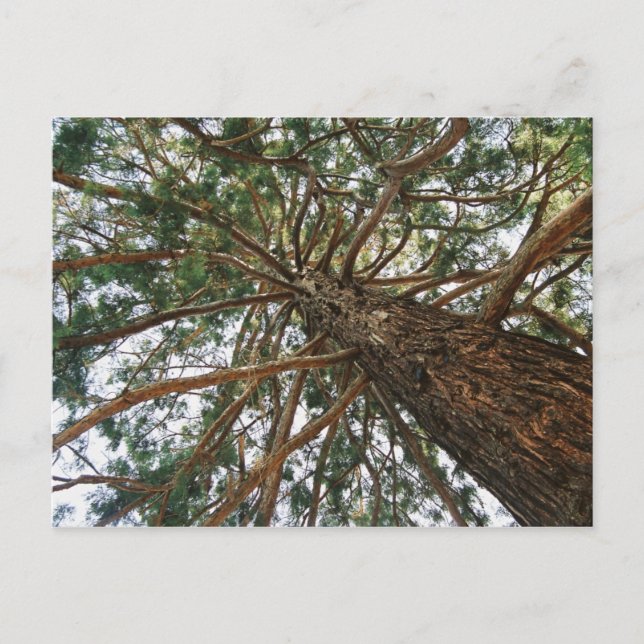 Postal Debajo del árbol (Anverso)