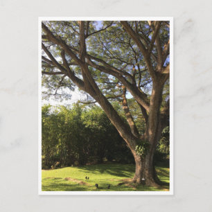 Postal Debajo del árbol de lluvia