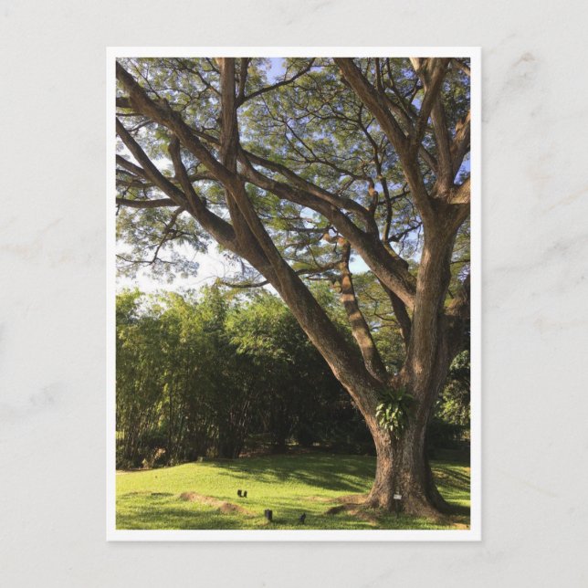 Postal Debajo del árbol de lluvia (Anverso)