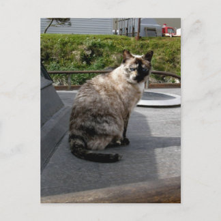 Postal Debbie el gato del barco