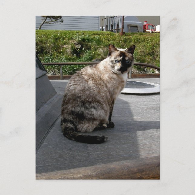 Postal Debbie el gato del barco (Anverso)