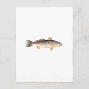 Postal Debilidad - Seatrout - Trucha gris