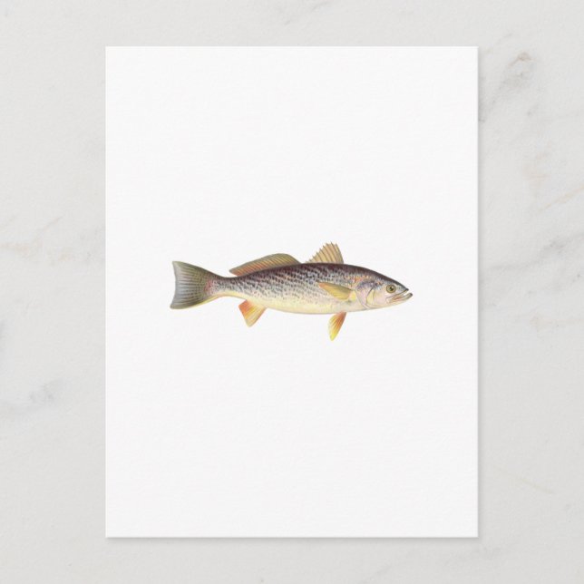 Postal Debilidad - Seatrout - Trucha gris (Anverso)