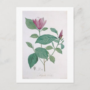 Postal Decoración de la magnolia, grabada por Legrand (co