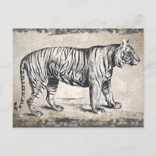 Postal Decoración de tigres de vida silvestre (Anverso)