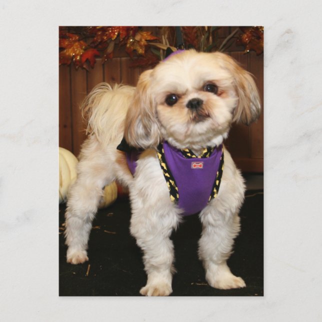 Postal DeeDee-ShihTzu-Photo 3 (Anverso)