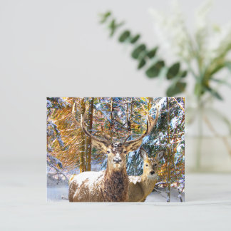 Postal "Deep In Forest"