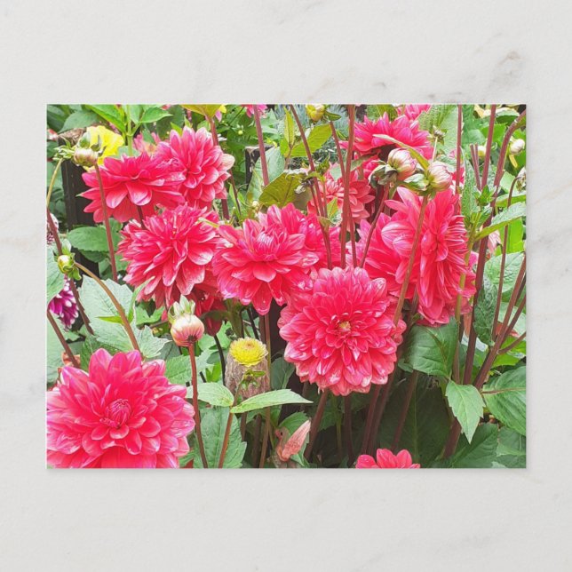 Postal Deep Pink Dahlias (Anverso)