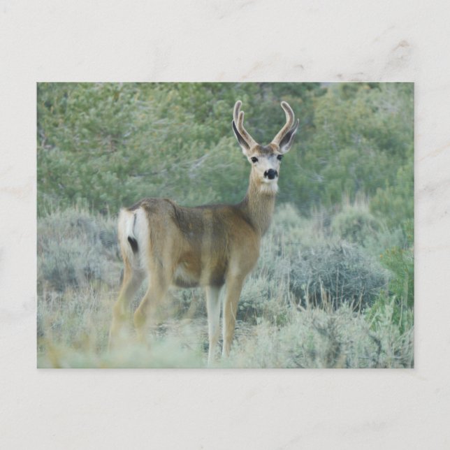 Postal Deer (Anverso)