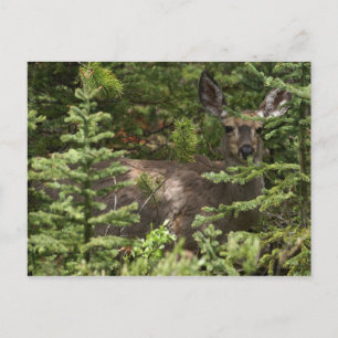 Postal Deer