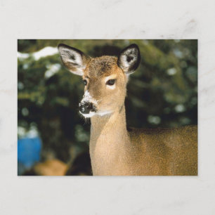 Postal Deer