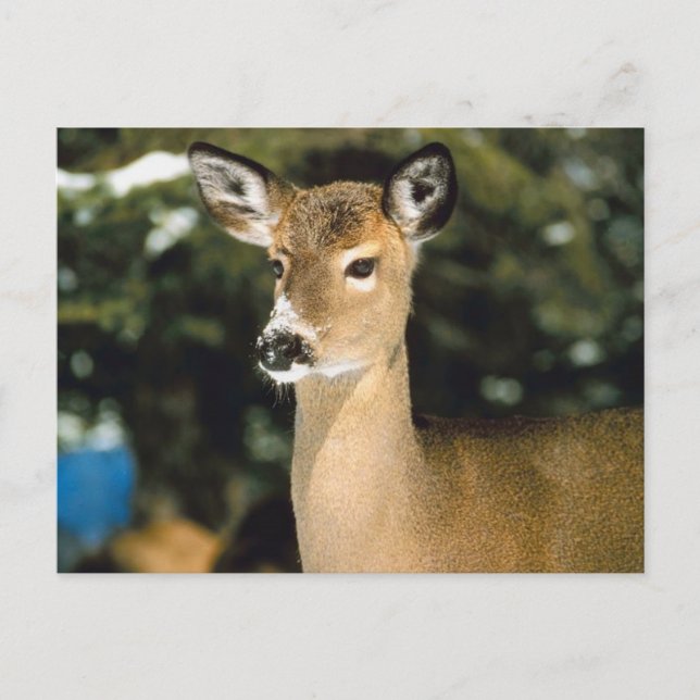 Postal Deer (Anverso)