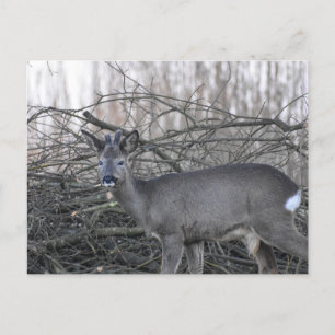 Postal Deer