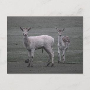 Postal Deer