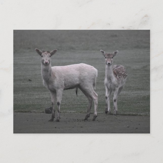 Postal Deer (Anverso)