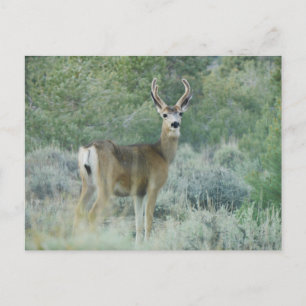 Postal Deer